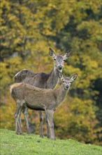 Red deer (Cervus elaphus) hind with calf foraging in meadow at forest edge in autumn, fall