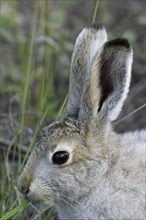 Mountain hare (Lepus timidus) in summer coat eating grass, Greenland, North America