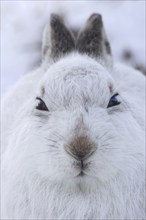 Close-up portrait of mountain hare (Lepus timidus), Alpine hare, snow hare in white winter pelage