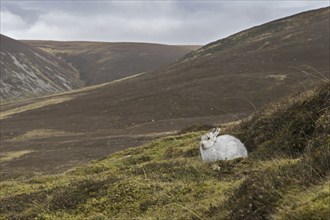 Mountain hare (Lepus timidus), Alpine hare, snow hare in white winter pelage resting in the