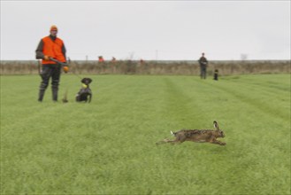 Hunters with rifle and gun dogs watching fleeing brown hare (Lepus europaeus) in grassland during