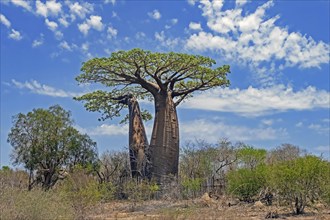 Grandidier's baobab (Adansonia grandidieri), giant baobab, baobab malgache, Menabe Region,