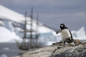 Gentoo Penguins (Pygoscelis papua) and the tallship Europa, a three-masted barque, at Port Charcot,