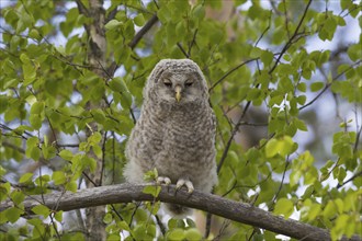 Ural owl (Strix uralensis) owlet perched in tree, Scandinavia