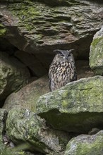 Eurasian eagle owl (Bubo bubo) sitting on rock ledge in cliff face