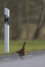 Western Capercaillie (Tetrao urogallus), Wood Grouse, Heather Cock hen crossing road in spring