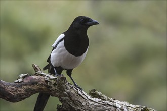 Eurasian Magpie, European Magpie (Pica pica), Common Magpie perched on branch