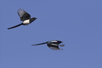 Two Eurasian magpies (Pica pica), common magpie in flight against blue sky