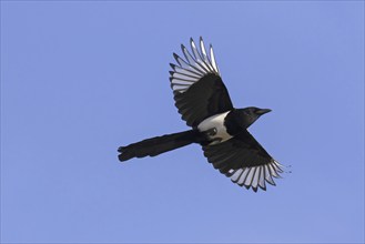 Eurasian magpie (Pica pica), common magpie in flight against blue sky