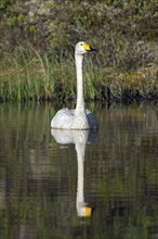 Whooper swan (Cygnus cygnus) swimming in lake in spring, Scandinavia