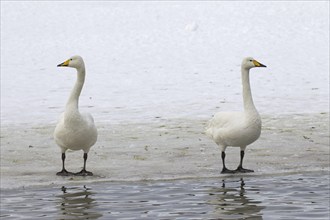 Two whooper swans (Cygnus cygnus) standing on ice of frozen pond in winter