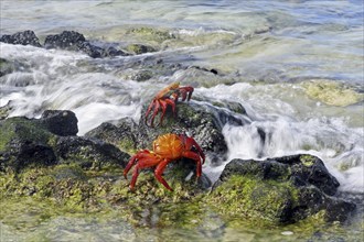 Sally lightfoot crabs (Grapsus grapsus), red rock crab, abuete negro in the surf, Las Bachas Bay on