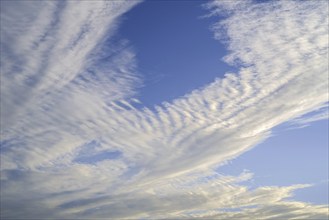 Altocumulus stratiformis undulatus middle-altitude cloud formation