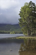 Scots pine (Pinus sylvestris) woods around Loch an Eilean in Rothiemurchus, remnant of the