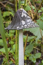 Magpie mushroom, magpie fungus (Coprinopsis picacea), magpie inkcap fungus (Coprinus picaceus)