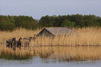 Self-built raft in the reeds, alternative lifestyle, hippie, Müritz National Park,