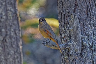 Siberian jay (Perisoreus infaustus) standing on a branch, autumn, northern Finland, Finland, Europe