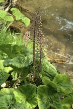 Butterbur (Petasites hybridus), medicinal plant, herb, wild plant, medicinal use