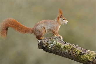 Eurasian red squirrel (Sciurus vulgaris), sitting on dead wood covered with moss, Wilden, North