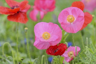 Flowering strip, flowering area with poppy flowers (Papaver rhoeas) and cornflowers (Centaurea