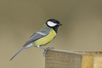 Great tit (Parus major), male sitting on a post, Wilden, North Rhine-Westphalia, Germany, Europe