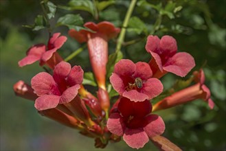 Flowers of a trumpet creeper (Campsis), Bavaria, Germany, Europe