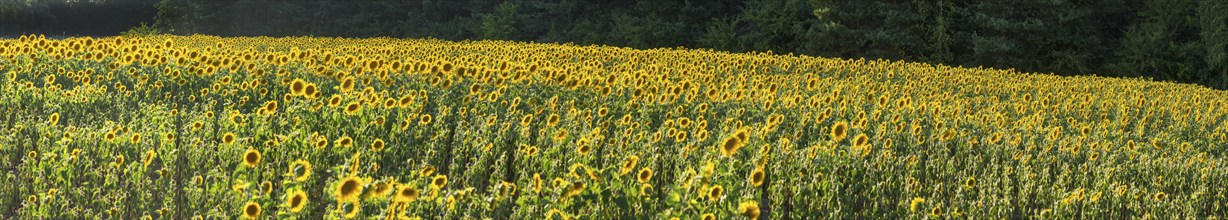 Sunflower (Helianthus annuus) in the backlight of the evening sun, Franconia, Bavaria, Germany,