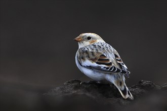 A snow bunting (Plectrophenax nivalis) rests in a winter field, its white plumage contrasting with