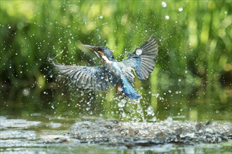 Common kingfisher (Alcedo atthis) unsuccessful fishing kingfisher flies up out of the water after