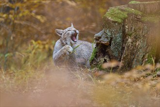 Eurasian lynx (Lynx lynx), in forest at autumn