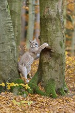 Eurasian lynx (Lynx lynx), climbing on tree trunk in autumn