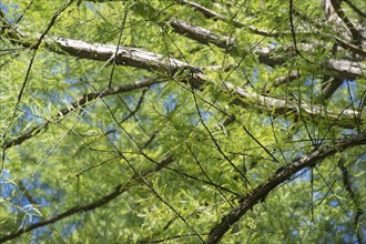 Detailed view of a bald cypress (Taxodium distichum) County of Constance, Baden-Württemberg,