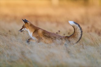 Red Fox (Vulpes vulpes), running in meadow at autumn