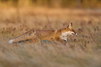 Red Fox (Vulpes vulpes), running in meadow at autumn