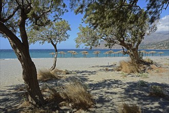 Tamarisk trees and parasols on the beach, Plakias, Crete, Greece, Europe