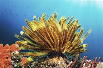 Bennnetti's feather star, yellow (Oxycomanthus bennetti) on coral reef in backlight, sunrays, Great