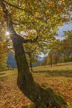 Engtal, Großer Ahornboden, Karwendel Mountains, Kalkalpen, Austria, Autumn-coloured sycamore maple