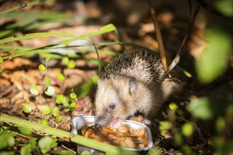 Hedgehog mother with young in the living environment of humans. A near-natural garden is a good