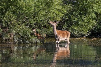 Red deer (Cervus elaphus), hind with calf in the water at the edge of the bank