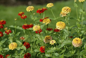 Zinnias (Zinnia elegans)