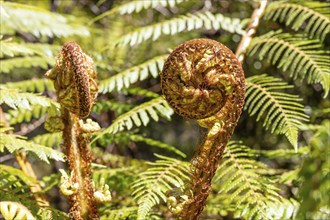 Silver tree fern (Cyathea dealbata), Lake Matheson Trail, New Zealand, Oceania