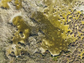 Reed at the shallow lagoon Salinas de Cerrillos, aerial view, drone shot, Almería province,