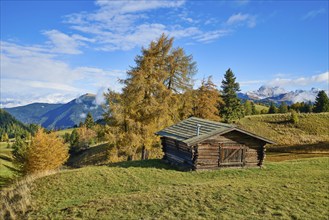 Alpine hut on the Alpe di Siusi, autumnal larches, Seceda, Dolomites, blue sky, Castelrotto, South