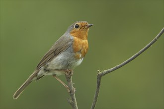 European robin (Erithacus rubecula), castle park, Biebrich, Wiesbaden, Taunus, Hesse, Germany,