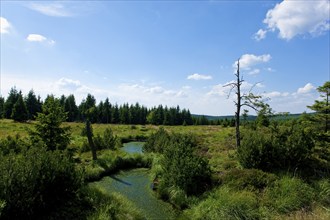 Zinnwald Georgenfeld raised bog