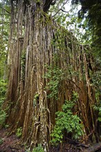 Curtain strangler fig (Ficus virens), tropical tree, tree, rainforest, jungle, Atherton tablelands,