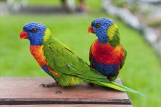 Rainbow Lorikeet (Trichoglossus moluccanus), Rainbow Lorikeet parrot, bird, tropical, fauna,