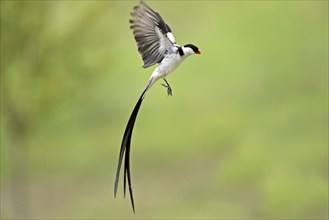 Dwarf widow, male, mating, Sabie Sand Game Reserve, pin-tailed whydah (Vidua macroura)