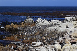 Gentoo penguin colony, Betty's Bay, Western Cape, african penguin (Spheniscus demersus)