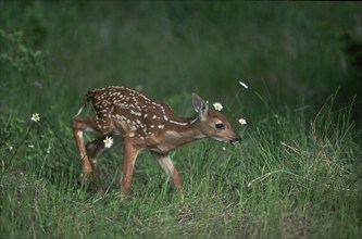 White-tail Deer, fawn, Montana, USA (Odocoileus virginianus), side